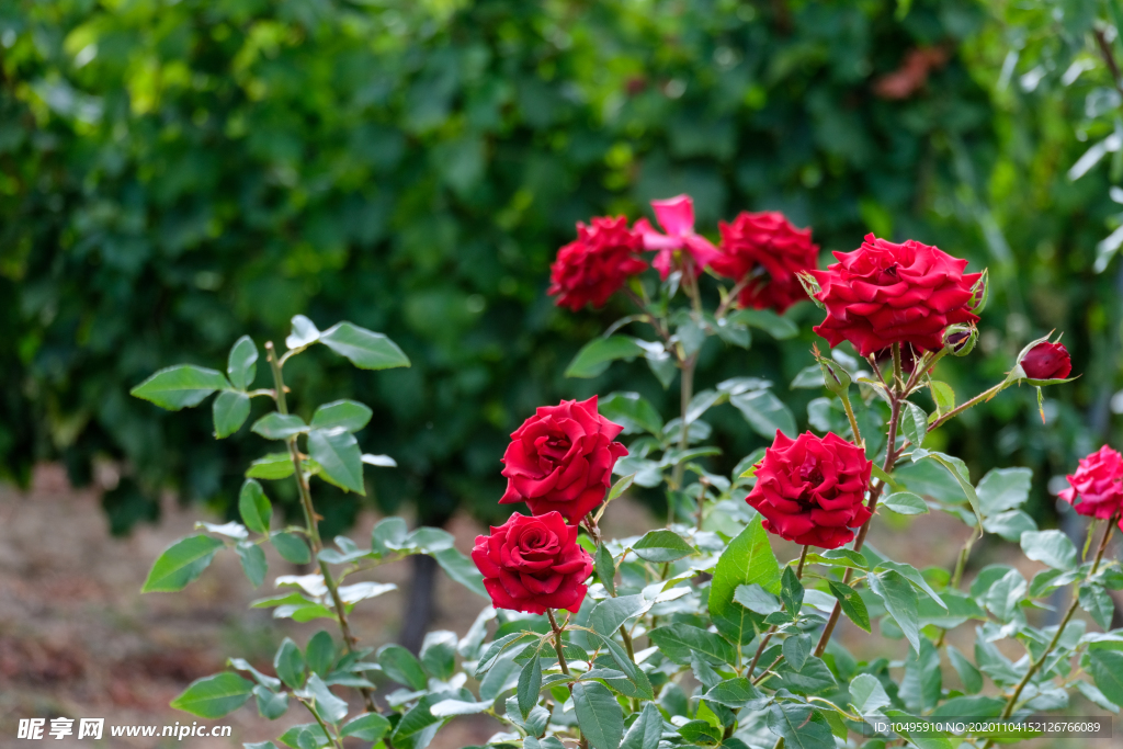 玫瑰 红玫瑰 植物 绿植 花卉