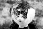 家猫