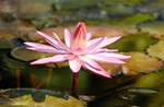 莲花