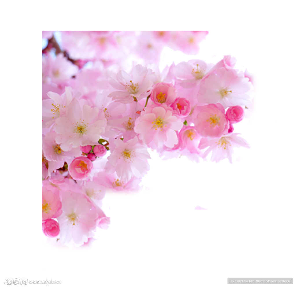 桃花