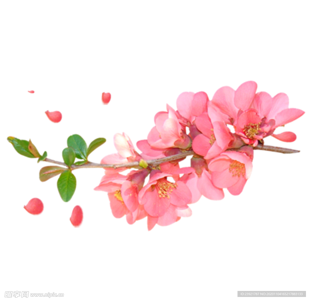 桃花