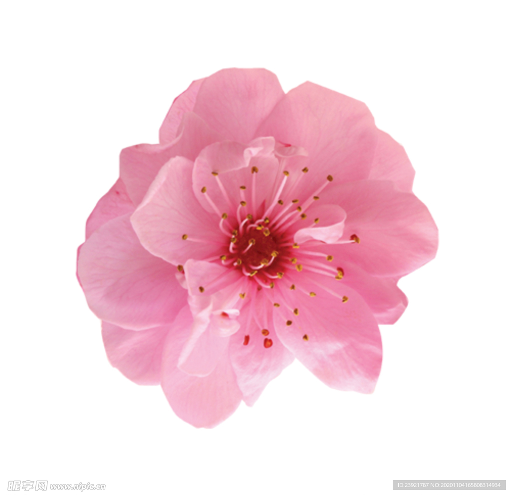 桃花