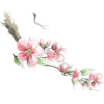 桃花