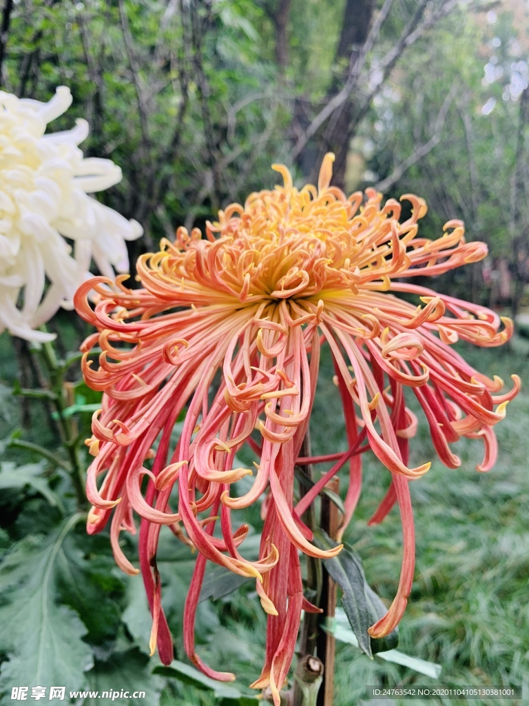 菊花