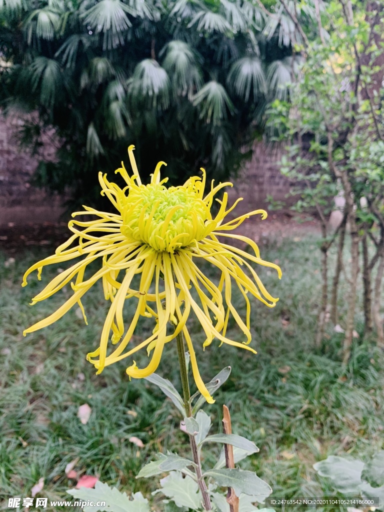 菊花