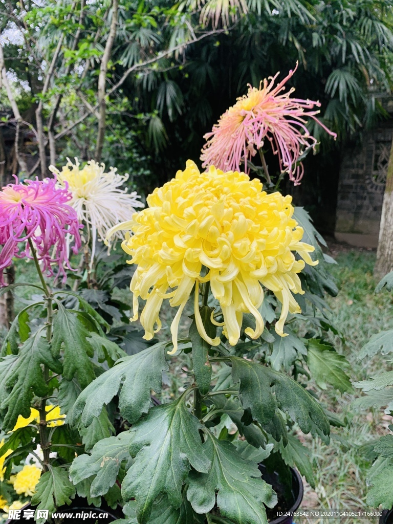 菊花