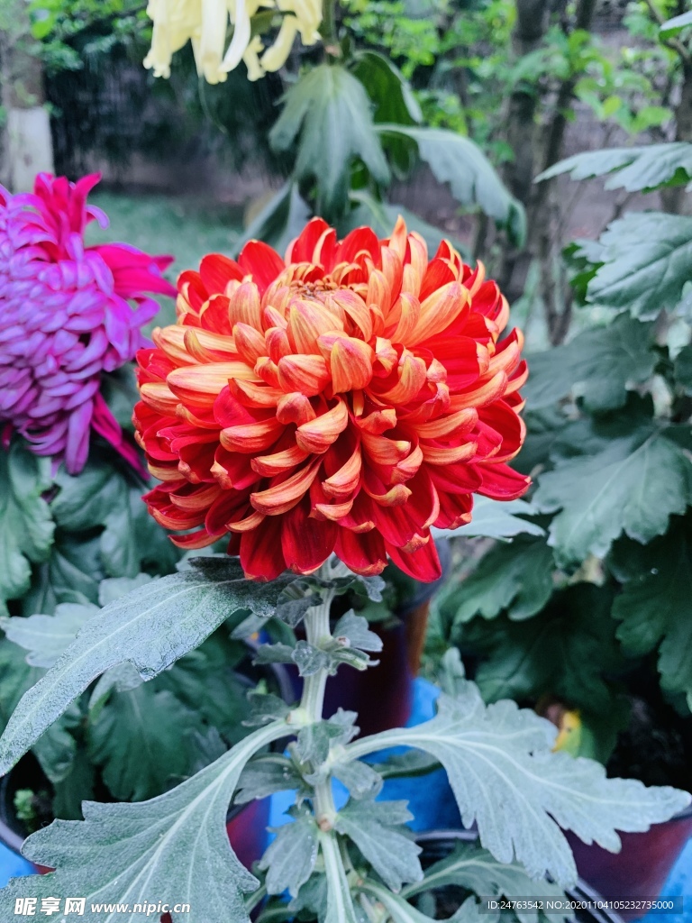 菊花