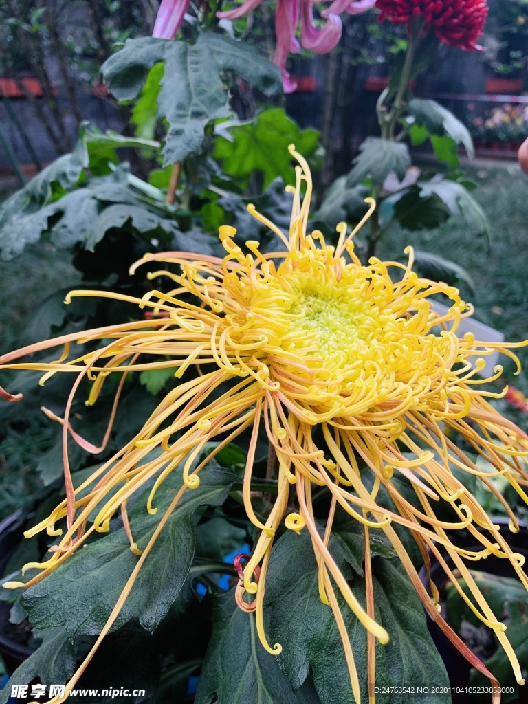 菊花