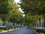 街道树林风景
