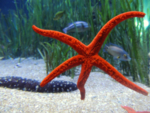 海星