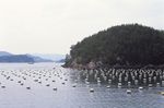 大海