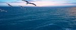 大海