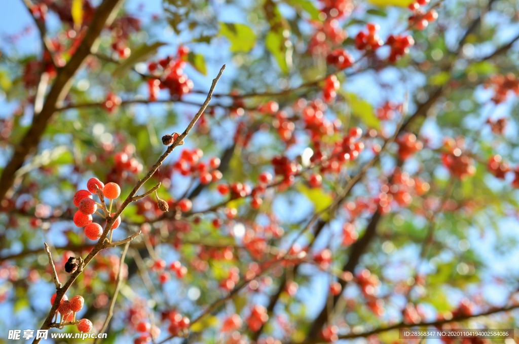 红果