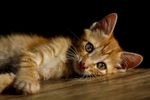 宠物猫