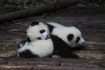 大熊猫 可爱 宝宝 动