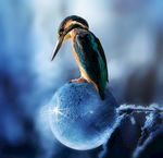 光 鸟 水 冬季 动物