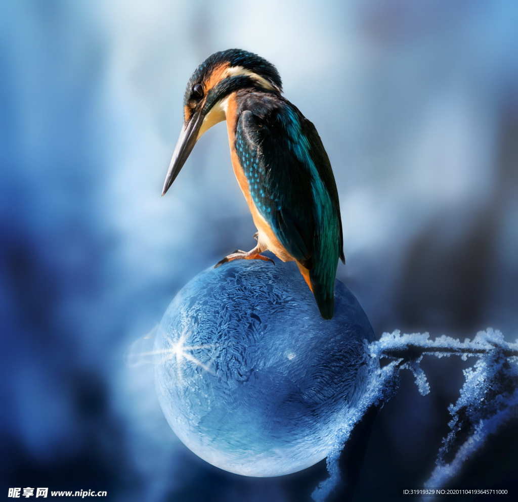 光 鸟 水 冬季 动物