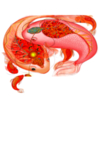 锦鲤
