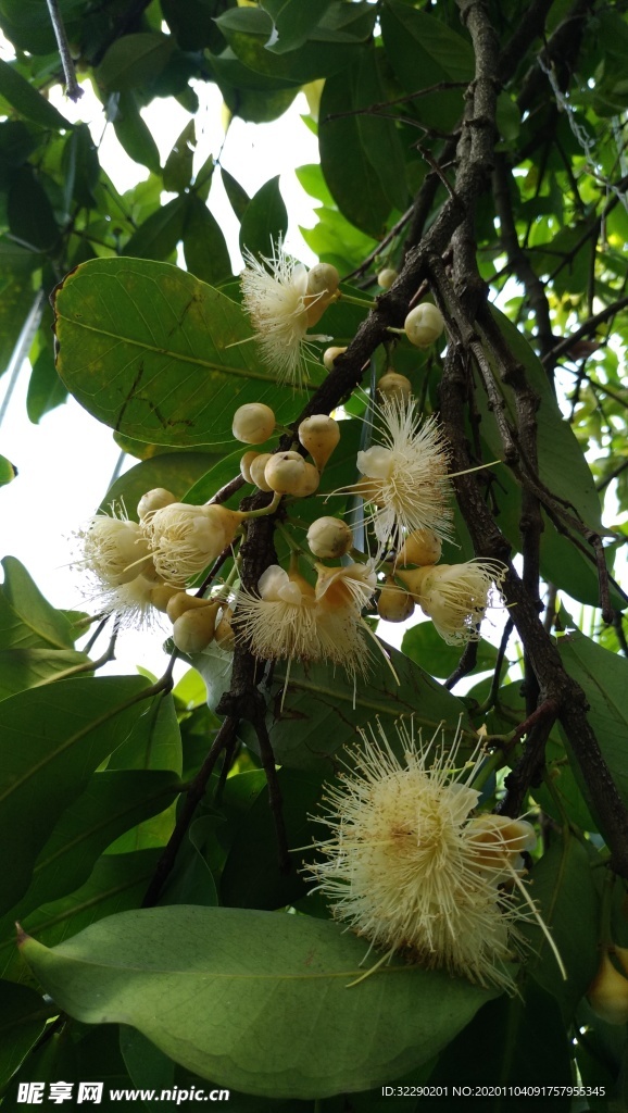 莲雾的花