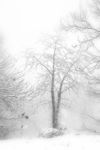 冰雪