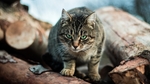 小猫