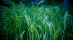 麦穗