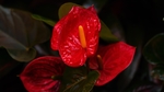 红掌花