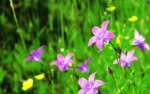 紫铃花