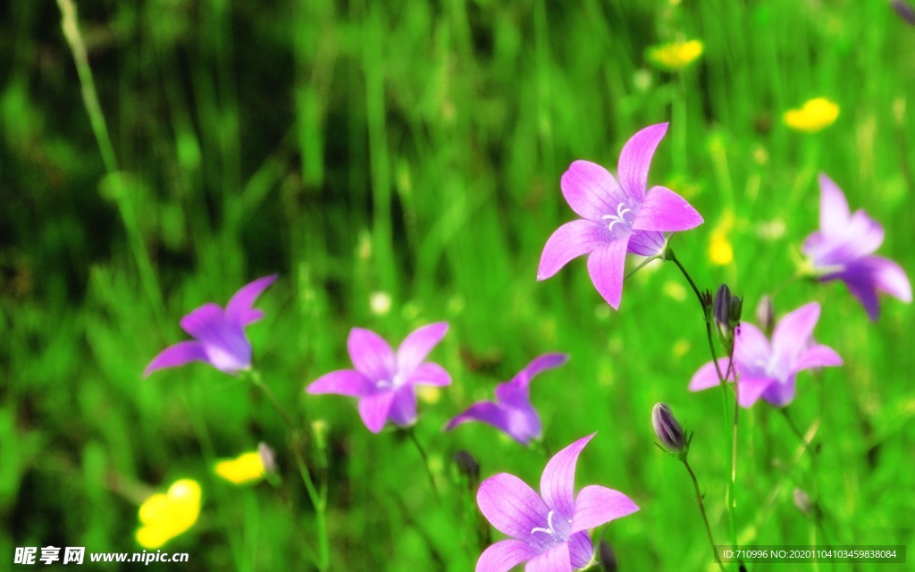 紫铃花