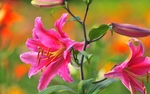 粉色百合花