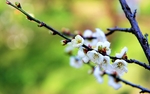 春季白色梅花
