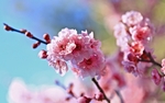 春天的樱花花朵