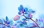 蓝色的兰花花瓣