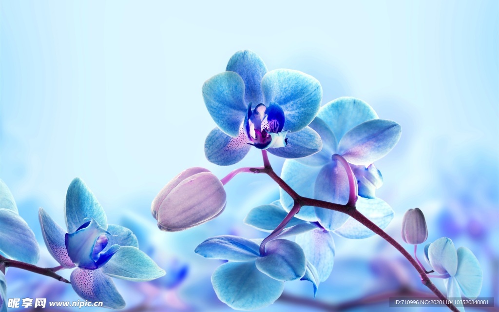 蓝色的兰花花瓣