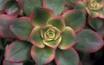绿色花瓣的鲜花