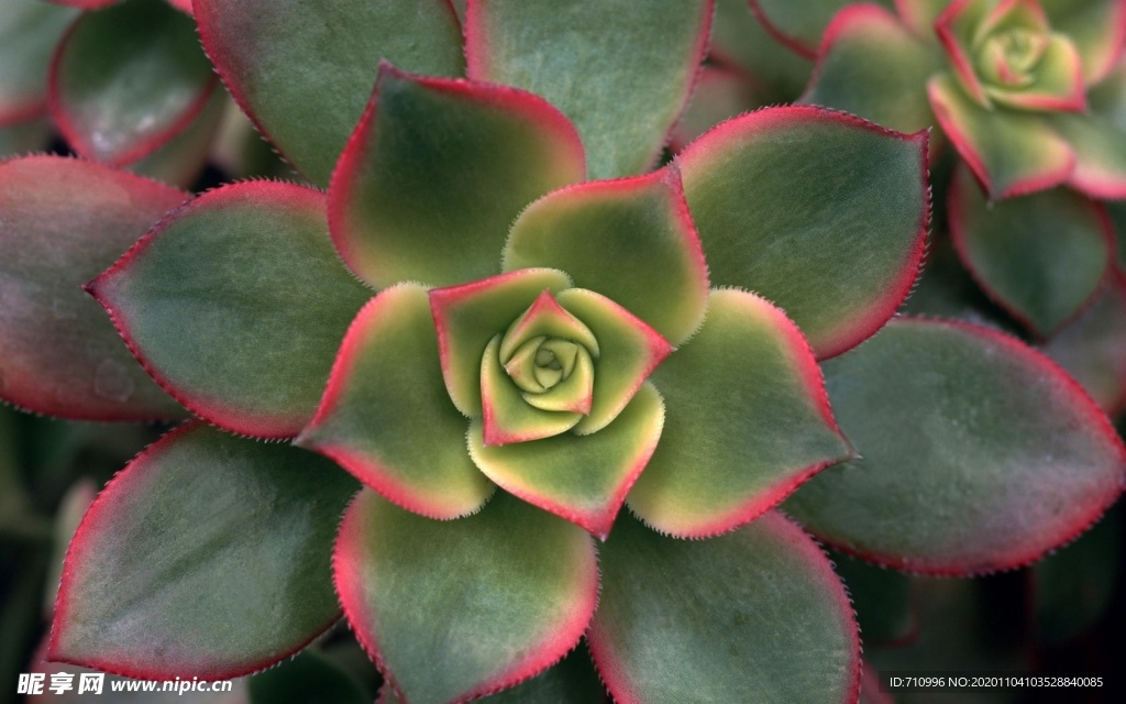 绿色花瓣的鲜花