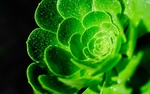 绿色花卉