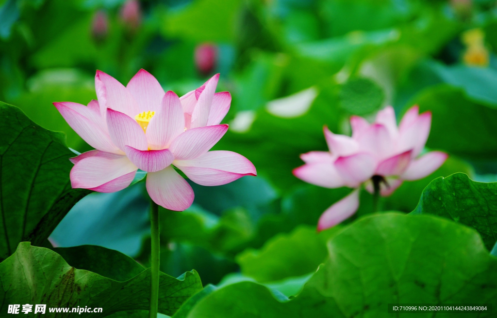 两朵荷花