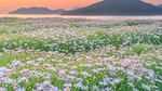 山河野花春天早晨