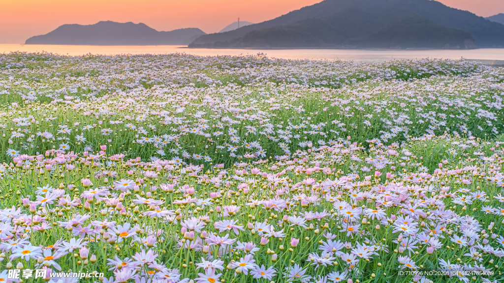 山河野花春天早晨