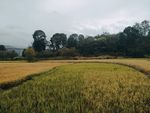 田野