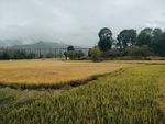 田园风光