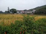 田野