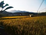 稻田