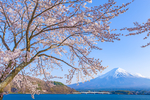 富士山前的樱花树