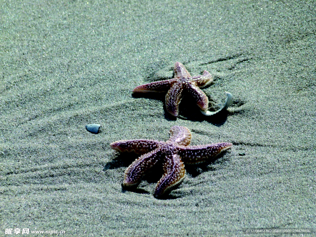 漂亮的海星