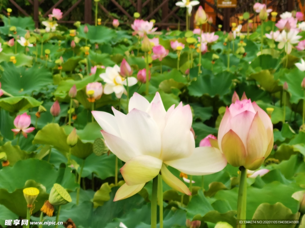 莲花照片
