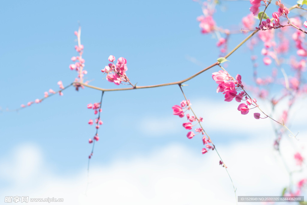 花朵高清