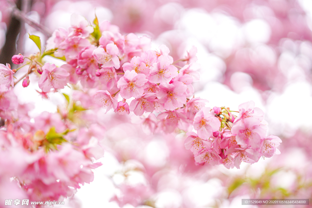 花朵高清