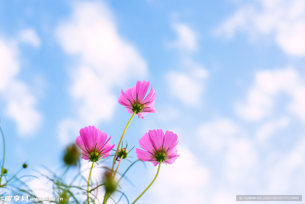 花朵高清